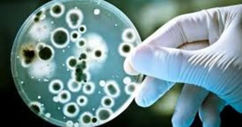 Belçikada Salmonella virusuna yoluxanların sayı 318 ə çatıb