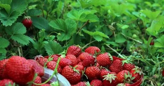 Çiyələk yarpaqlarının GÖZLƏNİLMƏZ faydası