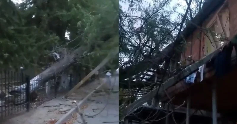 Uşaq bağçasının həyətindəki ağac binanın üstünə aşdı Video