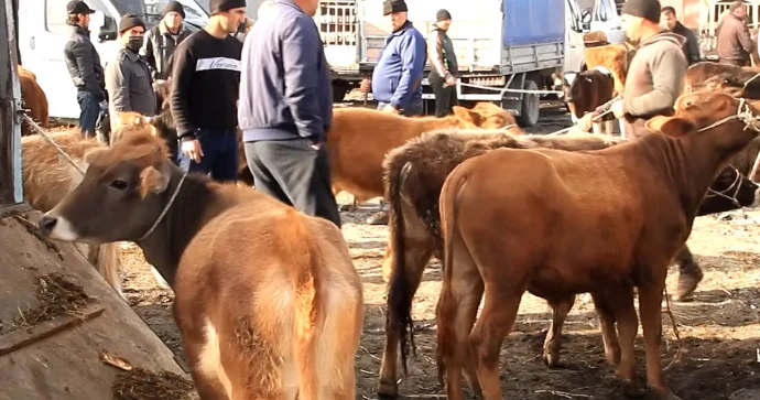 Mal bazarında şok fırıldaq: Aldığı inəyə görün nə etdilər VİDEO
