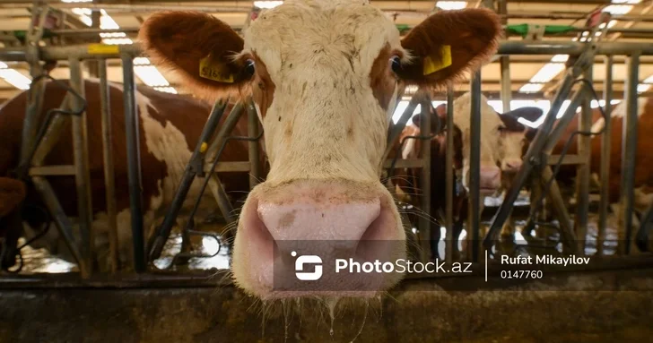 АПБА усиливает контроль за животноводческой продукцией