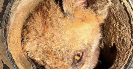 9 saat Tülkü balası üçün mübarizə apardılar