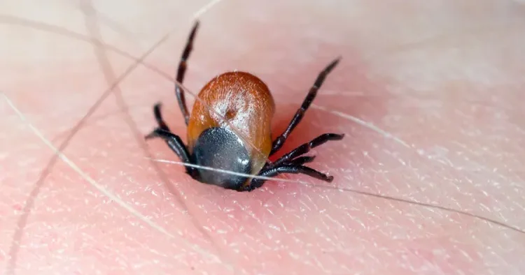 Gənə dişləməsi ilə insana keçən virus Alimlərdən XƏBƏRDARLIQ