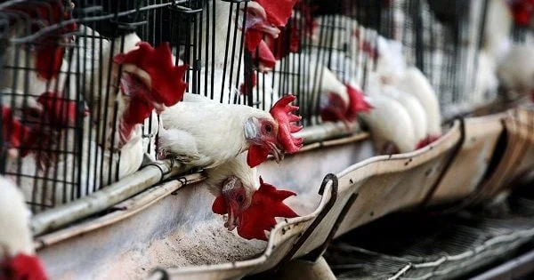 Quş qripi ilə bağlı bu ölkələrdən malların idxalı qadağan edildi