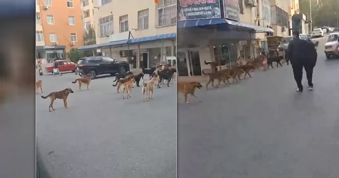 Masazırda sürü halında dolaşan küçə iti QORXU SAÇIR
