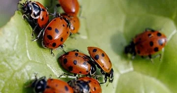 İngilislər ladybug infeksiyası ilə üzləşirlər...