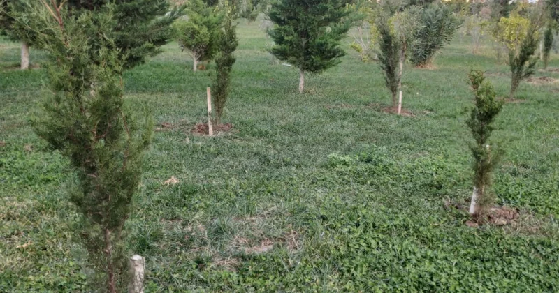 Sumqаyıt Bulvarında ağacların qanunsuz kəsilməsi faktı aşkar olunub