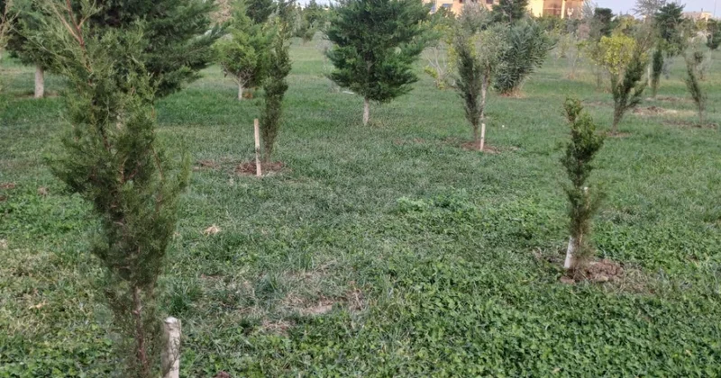 Sumqayıt bulvarında kəsilmiş ağacların yerində yeniləri əkildi FOTOLAR