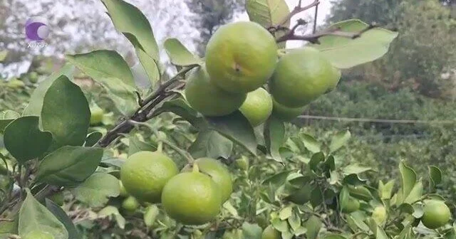Astarada sitrus bağları susuz qalıb (Video)