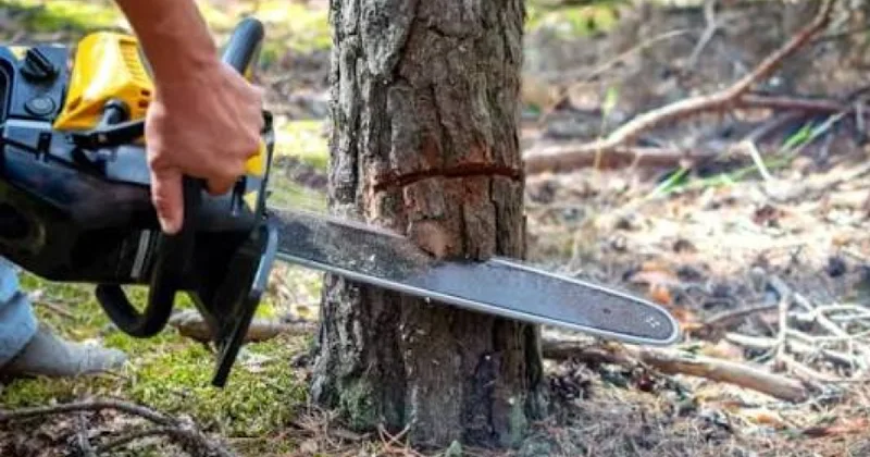 Ağacların qanunsuz kəsilməsi faktları aşkarlanıb