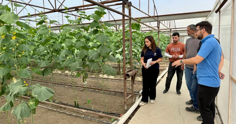 Şəmkirdə müasir tərəvəzçilik və innovativ istixana texnologiyaları ilə tanışlıq olub