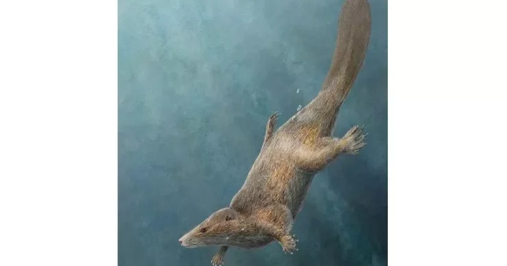 Dinozavrlar dövründə su samuruna bənzər məməli yaşayıb
