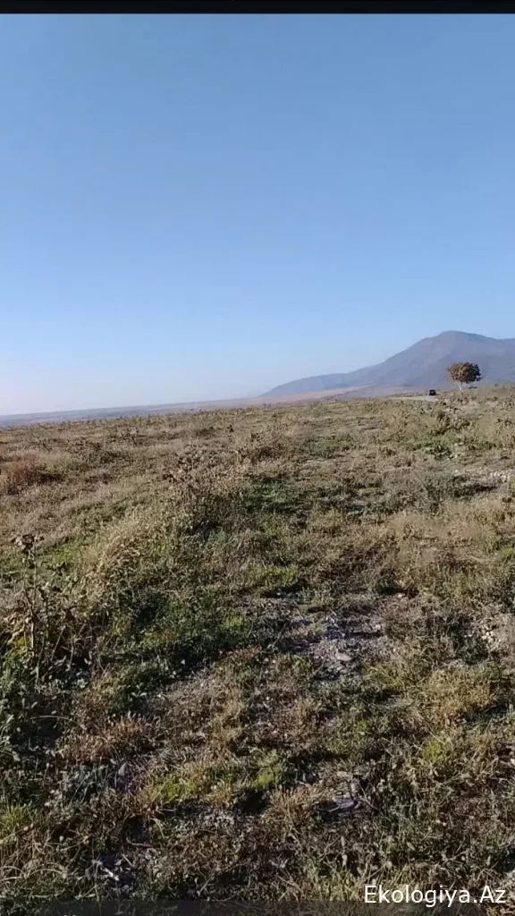 araşdırdı, saxtakarların oynunu pozub, ifşa etdi VİDEO Yeni Gündəm