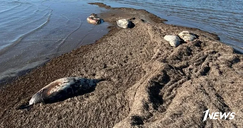 На побережье Каспия в Казахстане зафиксировали гибель тюленей