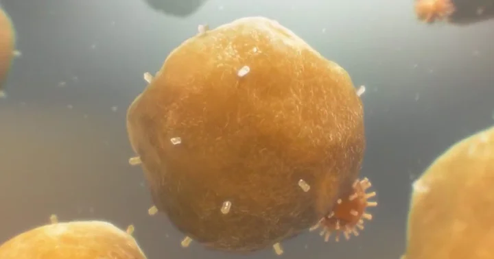 Bədən xərçənglə təkbaşına mübarizə apara biləcək