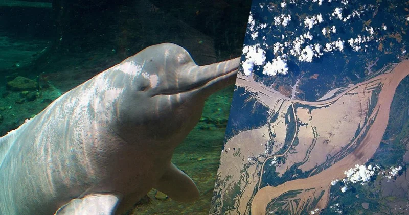 Alimlər 2023 cü ildə Amazonda delfinlərin kütləvi ölümünün səbəbini tapdı