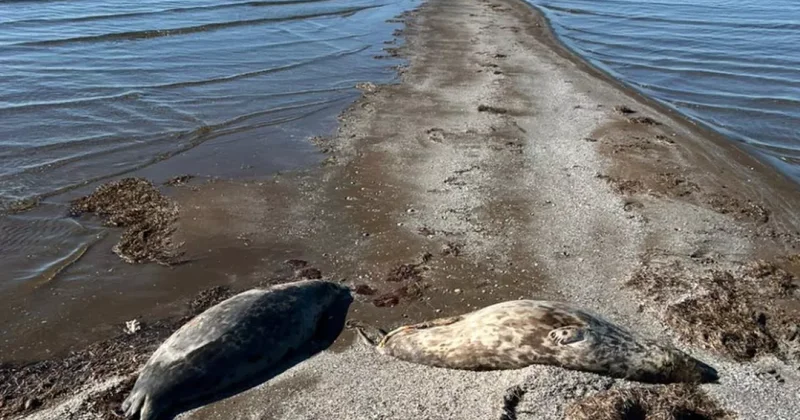 На побережье Каспия продолжают находить мертвых тюленей