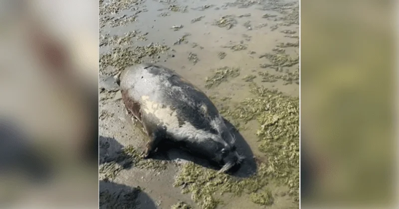 Daha 71 suiti ölü tapıldı