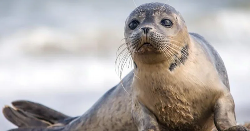 Мор каспийских тюленей продолжается
