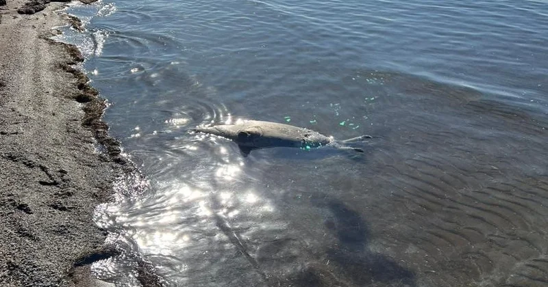 Экологи выявили массовую гибель тюленей на Каспии Minval Politika