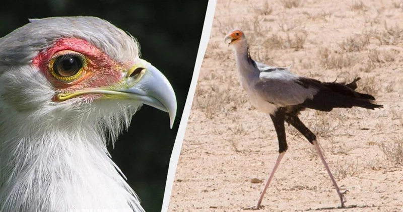 Görünüşü durna, gücü qartal: Unikal quş ovunu bir ayaq zərbəsi ilə məhv edir