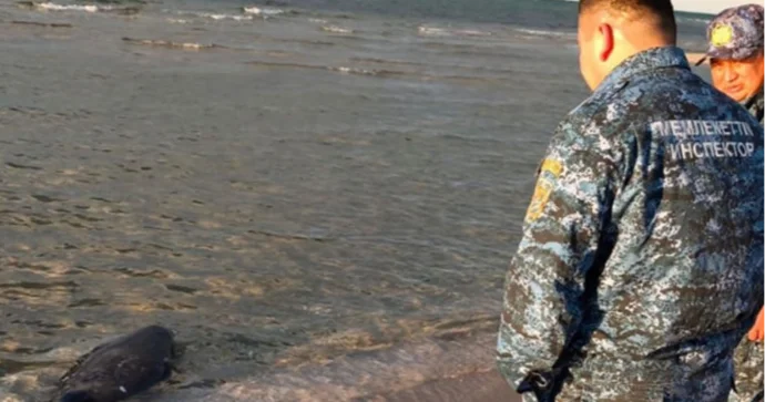 Xəzər sahilində daha 71 ölü suiti aşkarlandı