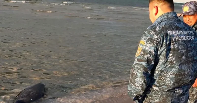 Xəzər sahilində daha 71 ölü suiti aşkarlanıb