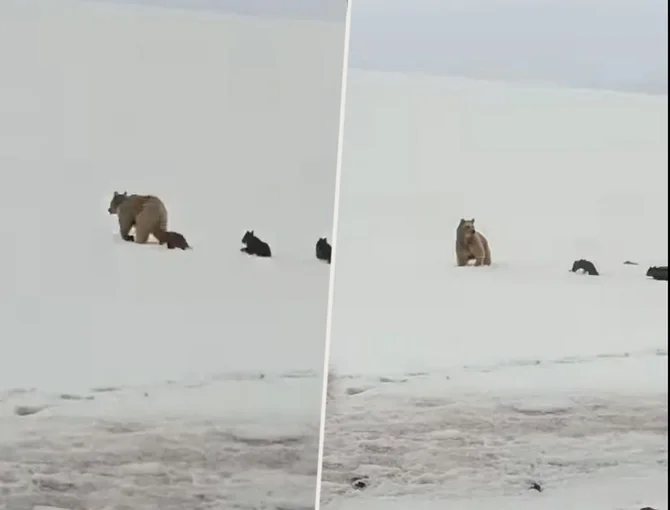 Qarlı Laçında ayı və 3 balası görüntülənib Xəbər saytı Son xəbərlər və Hadisələr