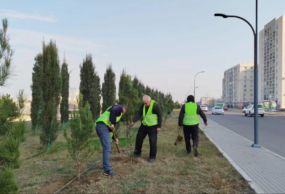 Bu il Gəncədə 22 min ağac əkilib AZƏRTAC