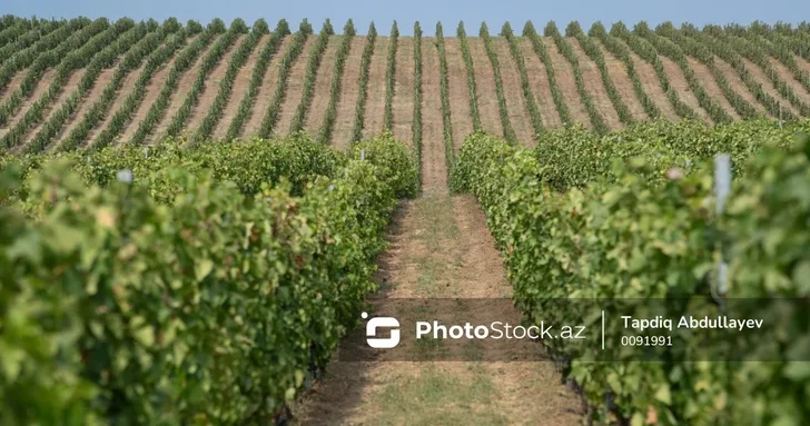 В Азербайджане будут повышены страховые выплаты землевладельцам