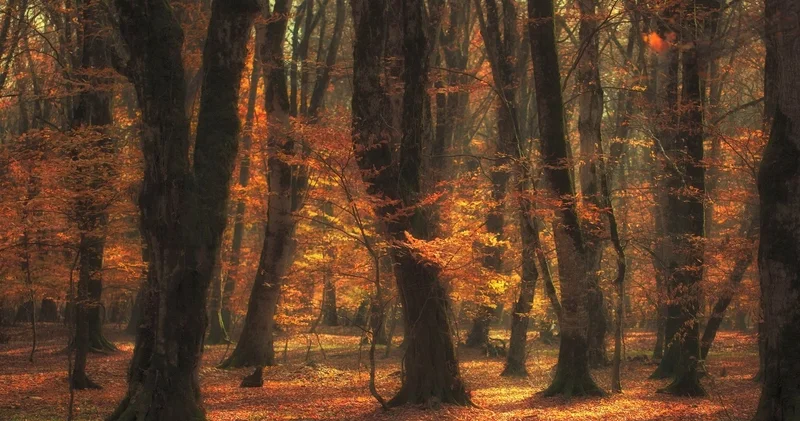 Şikayətlərə görə işdən çıxarılan keçmiş rəis yeni vəzifəyə təyin olunub