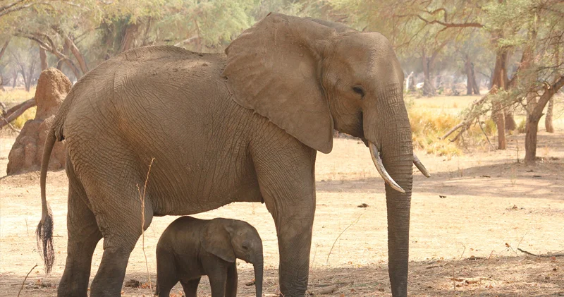 Duz Yer kürəsində ən böyük heyvanlarının populyasiyasını məhdudlaşdırır