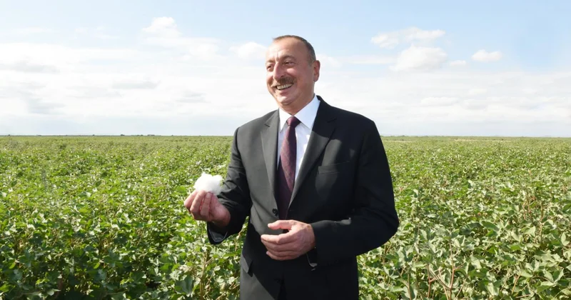 Фермеры благодарны Алиеву, а урожайность хлопка на пике