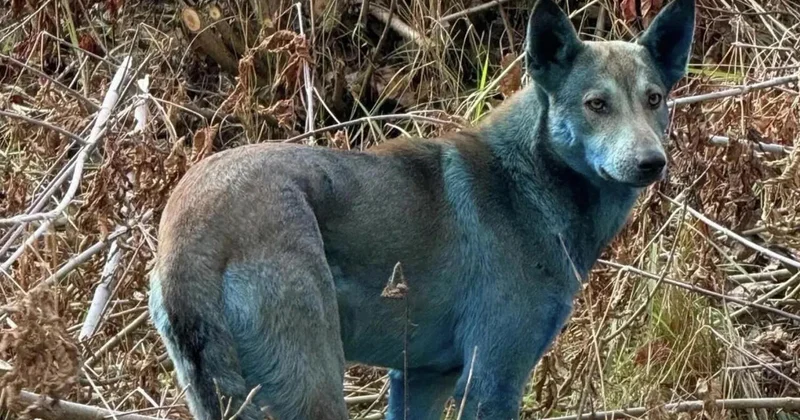 Ученый объяснил синий цвет собак в Чернобыле