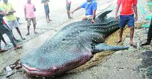 9 metrlik nəhəng köpəkbalığı tutuldu 5 tonluq ov