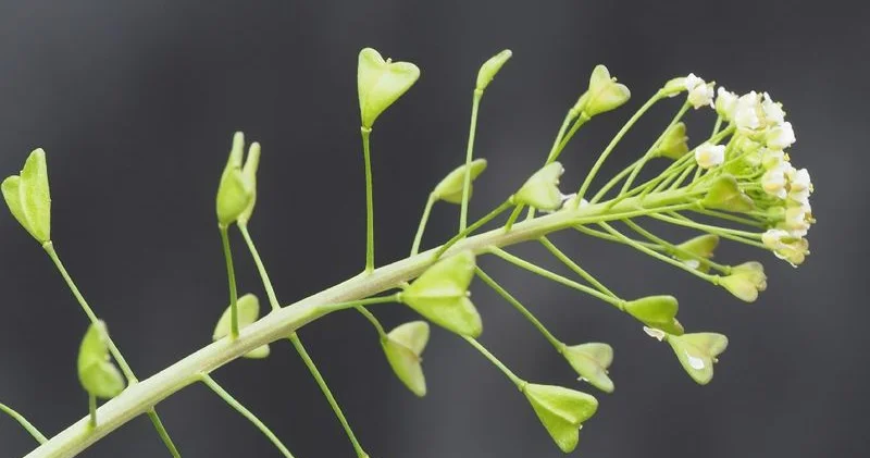 Bu bitki qanaxmanı azaldır Elmi araşdırma