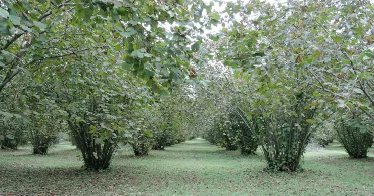 Zaqatalada kişi fındıq üstündə qardaşı arvadını dırmıqla yaraladı