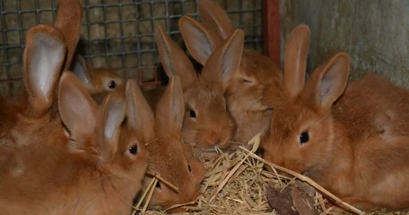 Dovşan əti yemək haramdır? AÇIQLAMA