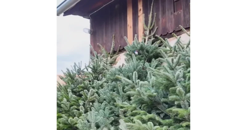 Вот так покупают елки в Австрии ВИДЕО