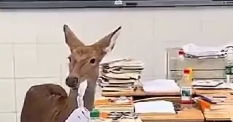 В Китае олень зашёл в школу и съел задание ученика ВИДЕО
