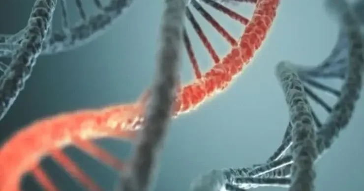 Alimlər insan orqanlarını təəccüblü bir yerdə böyüdürlər