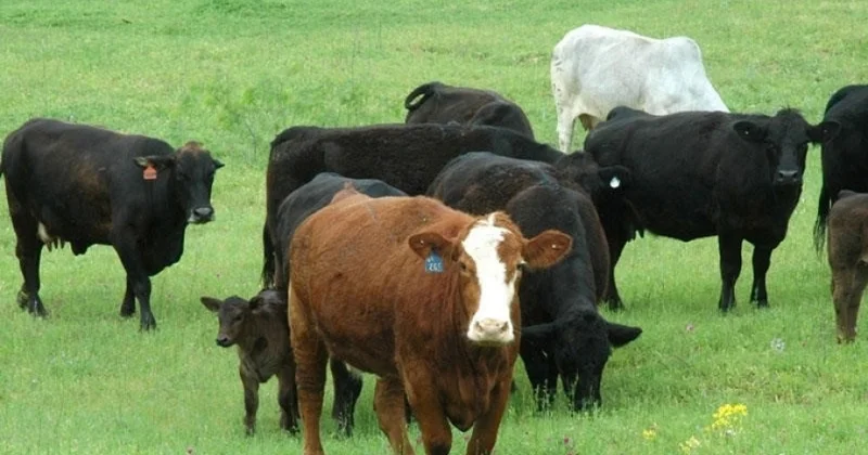 AQTA Gürcüstana dair qadağanı ləğv etdi