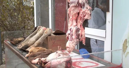 Qanunsuz heyvan kəsiminə qarşı reyd keçirilib