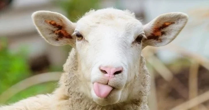 Азербайджан снял ограничения на транзит грузинского скота