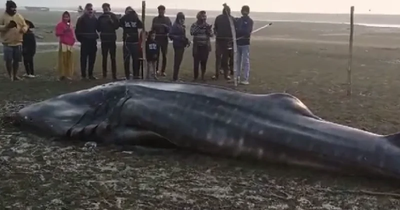 Dünyanın ən böyük köpəkbalığını tutdular VİDEO