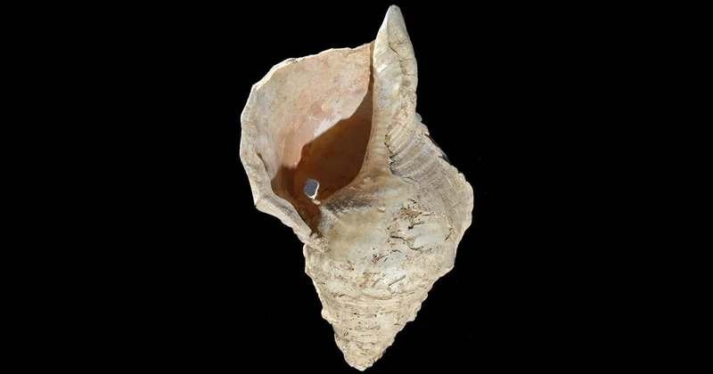 Ученых удивили странные звуки, издаваемые морскими раковинами возрастом 6000 лет