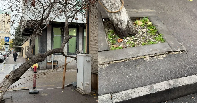 Paytaxtın mərkəzində təhlükə: Küçədə ağac aşmaq üzrədir Qurumlar hərəkətə keçdi