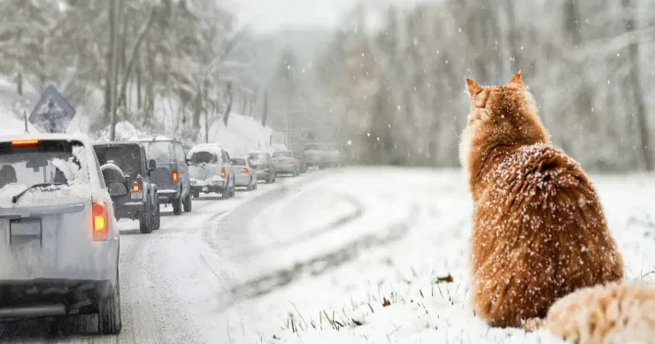 Güclü leysan, qar, şaxta Sabahın HAVASI
