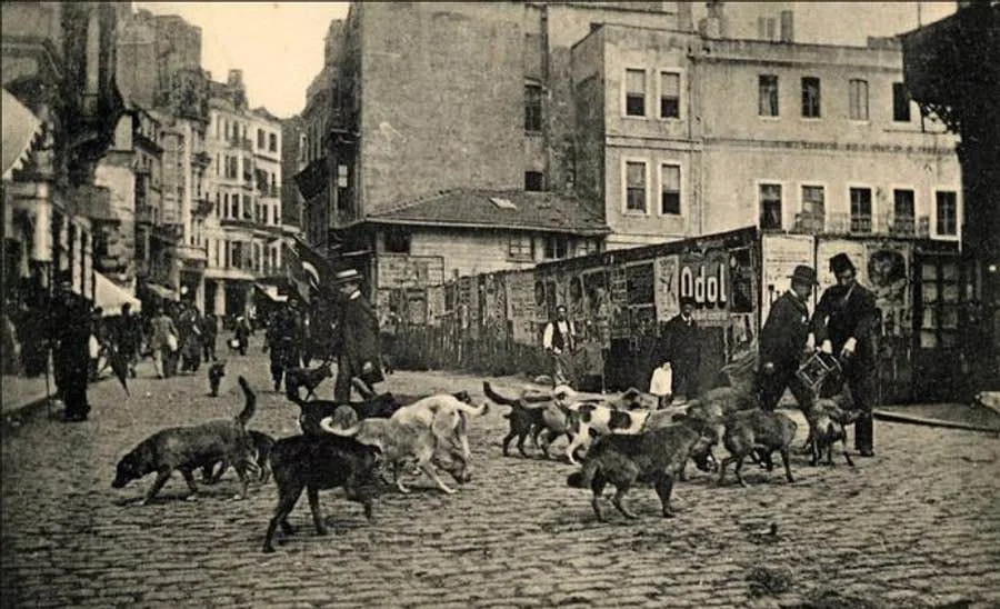 Türkiyədə bu qədər çox pişik olmasının tarixi səbəbləri FOTO