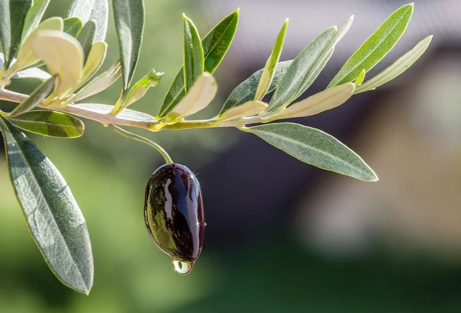 Zeytun yarpağının möcüzəvi faydası ortaya çıxdı